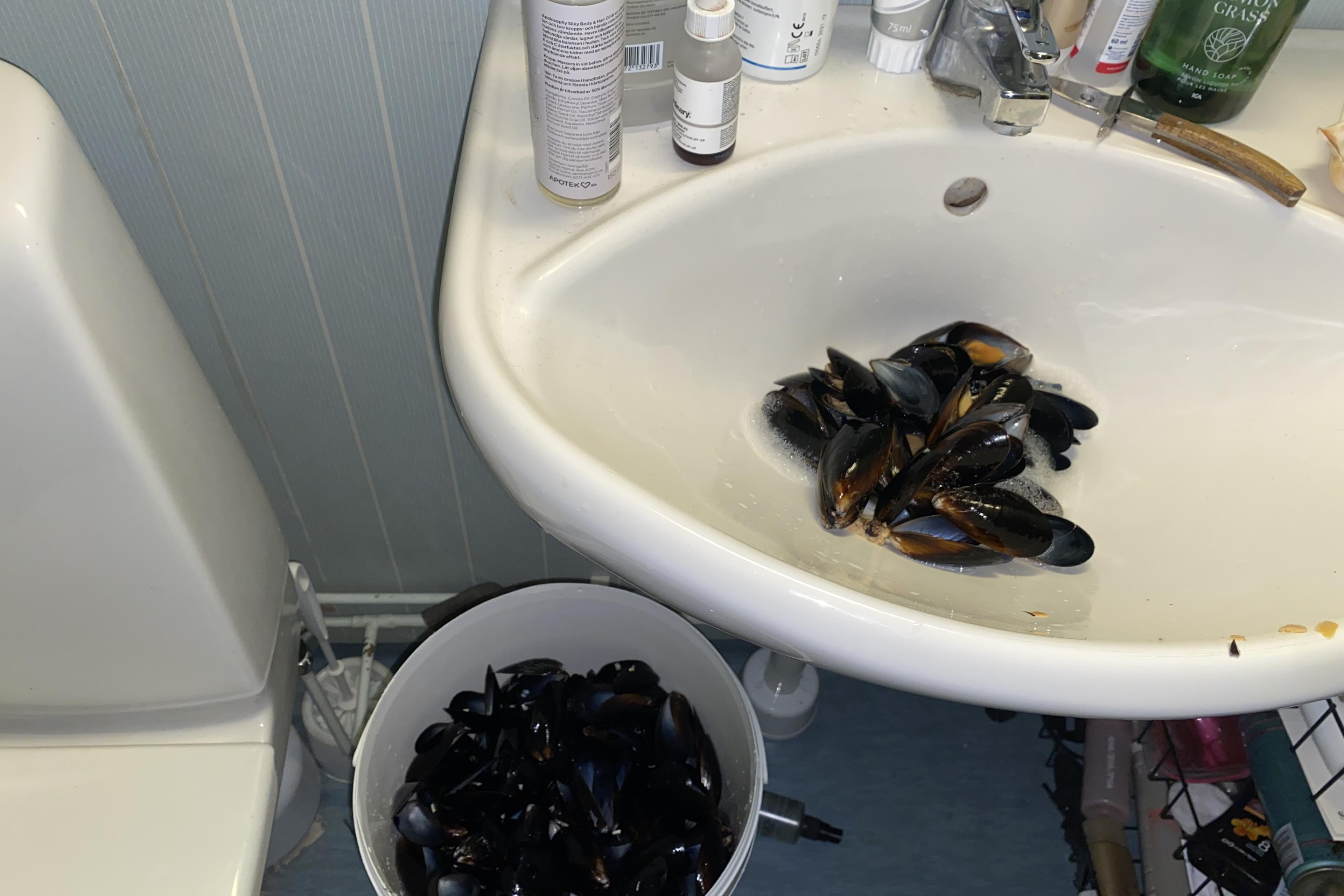 Blue mussel shells in the sink of a bathroom. Next to it there is another bucket of mussels.